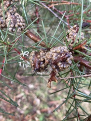 Hakea sericea