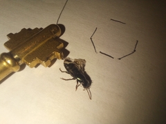 Xanthopygina