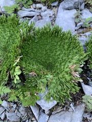 Selaginella pilifera