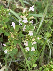 Clinopodium carolinianum