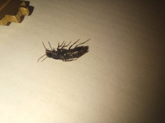 Xanthopygina