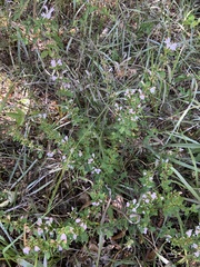 Clinopodium carolinianum