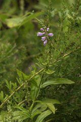 Physostegia virginiana
