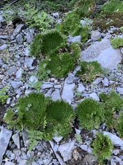 Selaginella pilifera