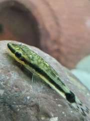 Otocinclus