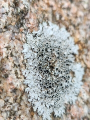 Physcia phaea