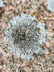 Physcia phaea