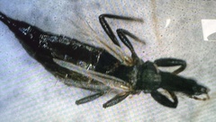 Phlaeothripinae