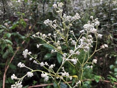 Astrotricha latifolia
