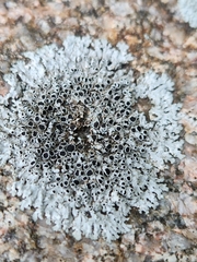 Physcia phaea