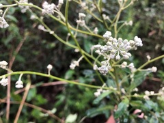 Astrotricha latifolia