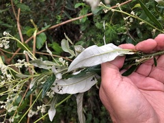 Astrotricha latifolia