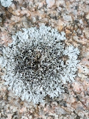 Physcia phaea