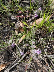 Hemiandra pungens