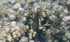 Siganus spinus