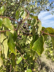Zanthoxylum clava-herculis