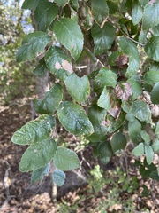 Ulmus crassifolia