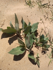 Asclepias × aequicornu