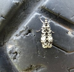 Scoparia exhibitalis