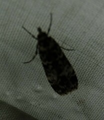 Scoparia exhibitalis