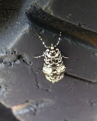 Scoparia exhibitalis