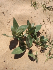 Asclepias × aequicornu