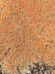 Xanthocarpia feracissima