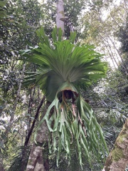 Platycerium superbum