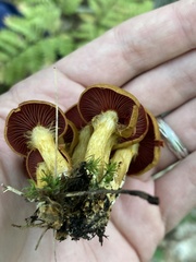 Dermocybe