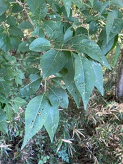 Forestiera acuminata