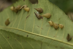 Caryomyia caryaecola