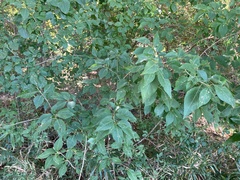 Forestiera acuminata