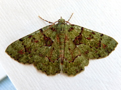 Aeolochroma hypochromaria