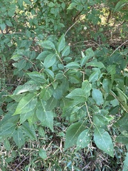 Forestiera acuminata