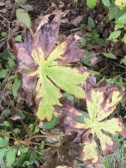Podophyllum peltatum