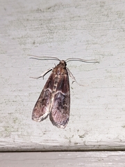 Euzophera ostricolorella