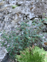Euphorbia villifera
