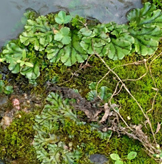 Marchantia polymorpha polymorpha