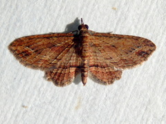 Chloroclystis filata