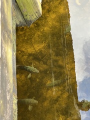 Mayaheros urophthalmus