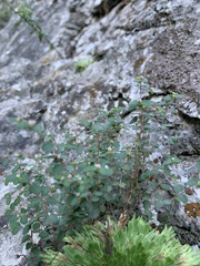 Euphorbia villifera