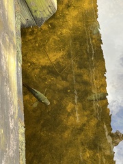 Mayaheros urophthalmus