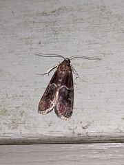 Euzophera ostricolorella