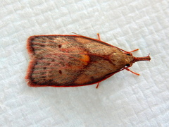 Enchocrates glaucopis