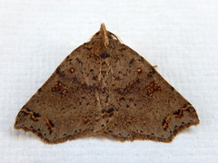 Lithilaria proestans