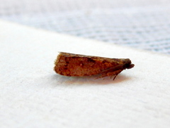 Cryptaspasma sordida