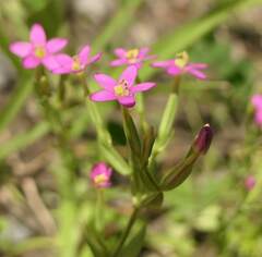 Centaurium pulchellum