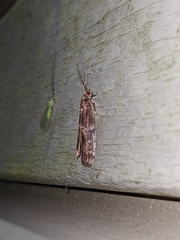 Euzophera ostricolorella