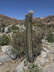 Trichocereus chiloensis