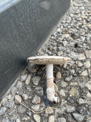 Leucoagaricus barssii